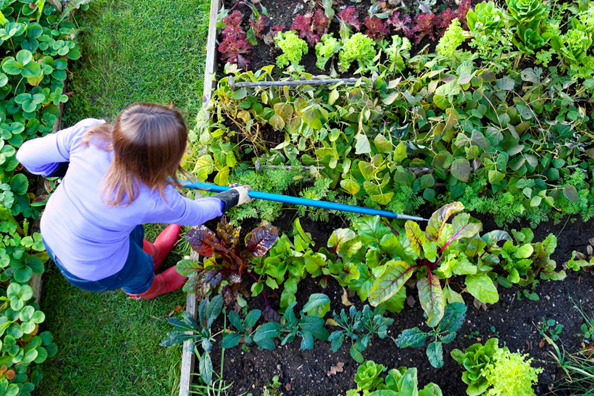 Community Garden