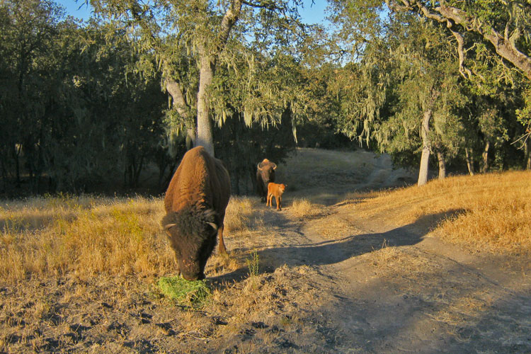 Whisper Canyon Buffalo